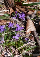 Viola: Veilchen
Familie: Veilchengewächse (Violaceae)